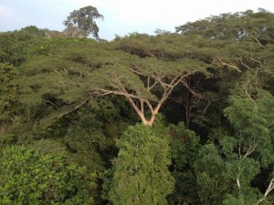 Über den Dächern des tropischen Regenwaldes